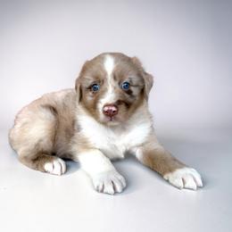 Sterling Althoff - Red merle male Australian Shepherd puppy in Statesville, North Carolina from Charming Australian Shepherds