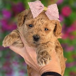 Black Girl - Red  female Goldendoodle puppy in Vernon, Texas from Sugarland's Texas Goldendoodles