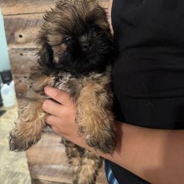 Girl 1 - Black and tan female Shih Tzu puppy in Grandview, Tennessee from Between The Creeks Farmstead