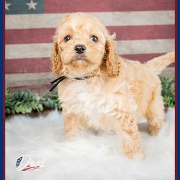 Malibu - Red female Cockapoo puppy in Connersville, Indiana from Deaz Doodle Ranch