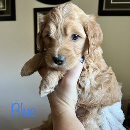 Goldendoodles from Elsha's Goldendoodles