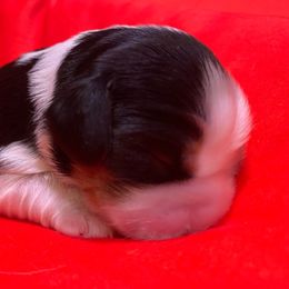 Girl 1 - Tri-color Cavalier King Charles Spaniel puppy in Zion Crossroads, Virginia from Karma's Cavaliers