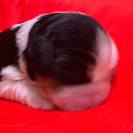 Girl 1 - Tri-color Cavalier King Charles Spaniel puppy in Zion Crossroads, Virginia from Karma's Cavaliers