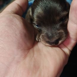 Brindle Female 1 - Brindle female Dachshund puppy in Macon, Missouri from Angelic Doxies