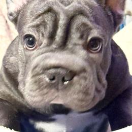 Waverly Hills Sanatorium - Blue female French Bulldog puppy in Deer Park, Texas from Lots of Ropes French Bulldogs