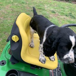 English Springer Spaniel Puppies from Sweet Carolina Springers