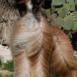 Afghan Hounds from Bakura Afghans