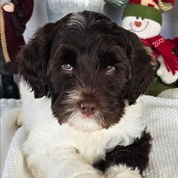 Conway - Chocolate male Australian Labradoodle puppy in Glenford, Ohio from Mi-De Doodles