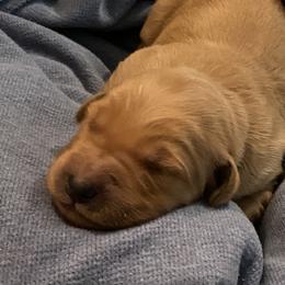 America - Dark golden female Golden Retriever puppy in Chico, California from Glenmac Goldens