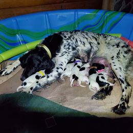 Large Münsterländer Puppies from CheddArris Kennel