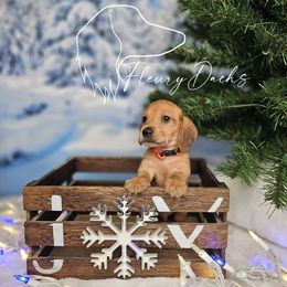 WC2-2 - Red male Dachshund puppy in Martin City, Montana from FleuryDachs