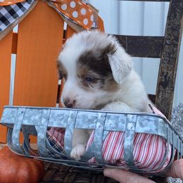 Aussiedoodle, Australian Shepherd, Miniature American Shepherd, and Poodle Puppies from Mammydoodles282