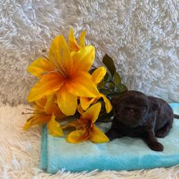 Kayce - Chocolate male Shih Tzu puppy in Success, Missouri from Sweet Success