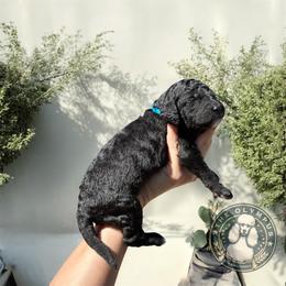 Rhysand - Black male Poodle puppy in Spring Hills, Florida from The Olympus Standard Poodle