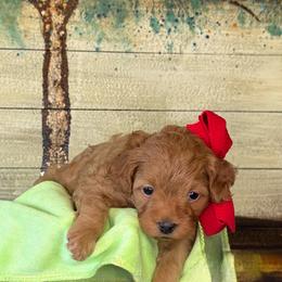 Robin - Red female Cavapoo puppy in Waldron, Arkansas from Kay’s Cutie Poos