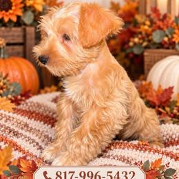 Java - Wheaten male Miniature Schnauzer puppy in Fort Worth, Texas from Sissy’s Schnauzers