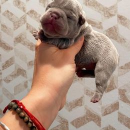 Girl 1 - French Bulldog puppy in New York from Lady French