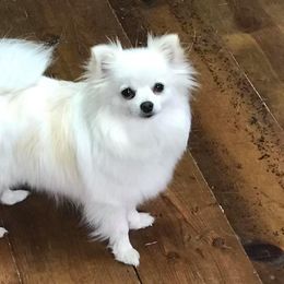 Pomeranians from Spychalski Pomeranians