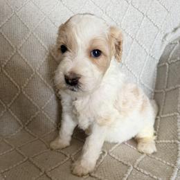 Goldendoodle Puppies from Fiala Goldendoodles