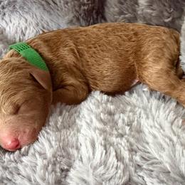 Mr. Green - Parti male Goldendoodle puppy in Valley Center, Kansas from The Goldendoodle Gal