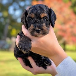 Slate - Black white and tan male Cockapoo puppy in Mt Bethel, Pennsylvania from Stasia’s Cutiepoos