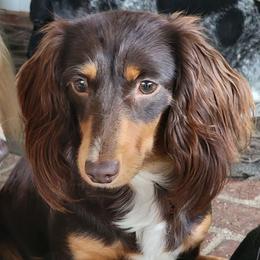 Nola - Dachshund