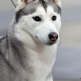 Actaea - Siberian Husky
