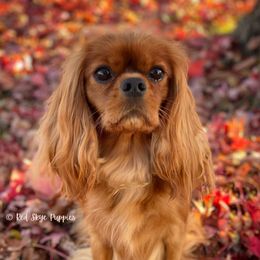 Trixie - Cavalier King Charles Spaniel