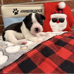 Boy 2 - Black and white male Boston Terrier puppy in Conyers, Georgia from Dixe Hill Dogs