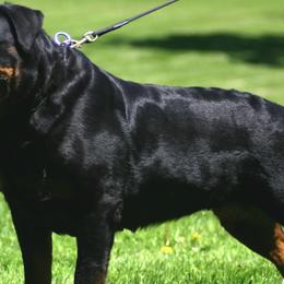 Rottweilers from PrinceHaus Rottweilers224.251.0936