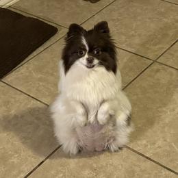 Juno - Pomeranian