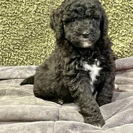Labradoodle and Poodle Puppies from Top Knot Companions Poodles and Labradoodles