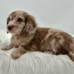 Elsa - Dapple female Dachshund puppy in Litchfield, Illinois from Charmm Dachshunds
