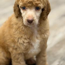 Grits - Apricot male Poodle puppy in Troy, Alabama from Redmond Rose Kennel