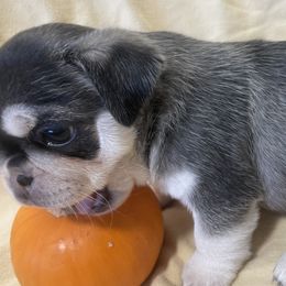 Tiny Timber - White Pug puppy in Chehalis, Washington from Gatekeeper Pugs