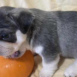 Tiny Timber - White Pug puppy in Chehalis, Washington from Gatekeeper Pugs