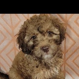 Poodle Puppies from Emmino Poodles