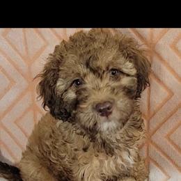 Poodle Puppies from Emmino Poodles