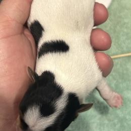 Parti boy 1 - Parti male Yorkshire Terrier puppy in Hot Springs, Arkansas from Weslynn Kennels