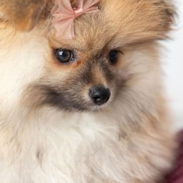 Pomeranian Puppies from Canine Charm & Co