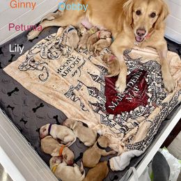 Golden Retriever Puppies from Ruff Life Goldens