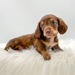 Dasher - Chocolate and tan male Dachshund puppy in Litchfield, Illinois from Charmm Dachshunds