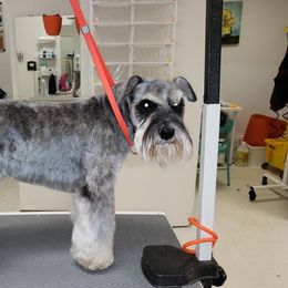 Jynx - Miniature Schnauzer