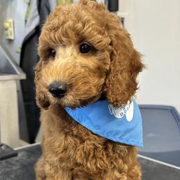 Bluebell - Goldendoodle puppy in Chelan, Washington from North Cascades Doodles