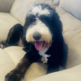 Louie - Bernedoodle