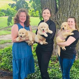 Golden Retriever Puppies from Red-Dawn