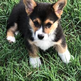 Companion Crosses, Miniature Australian Shepherds, and Pembroke Welsh Corgis from Hilltop Corgi Train