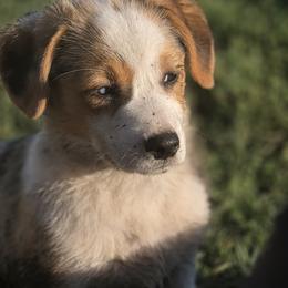 Male 1 - Blue merle and white male American Corgi puppy in Portland, North Dakota from Sliding stop corgis