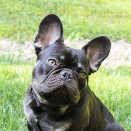French Bulldogs from Rhythm Run Frenchies