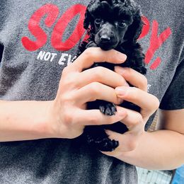 Poodle Puppies from Heritage Toy Poodles